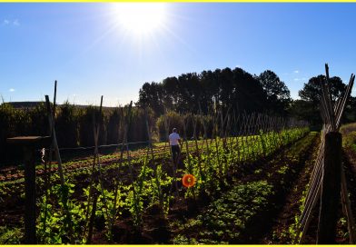 As dicas do Pedro Agricultor para Outubro