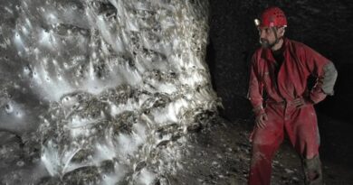 Teia de aranha goigante